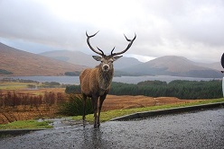 Stag at Rannoch Moor Image by Scozzy from Pixabay